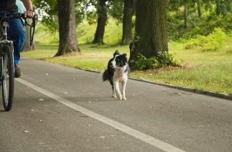 Fahrradfahren mit Hund: Dies gilt es zu beachten!