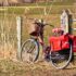 Fahrradtaschen für den Transport von Hunden