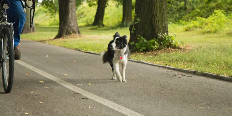 Fahrradfahren mit Hund: Dies gilt es zu beachten!