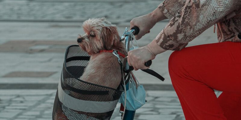 Fahrradtaschen für den Transport von Hunden